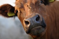 Het mooiste stukje Heuvelland in Zuid-Limburg